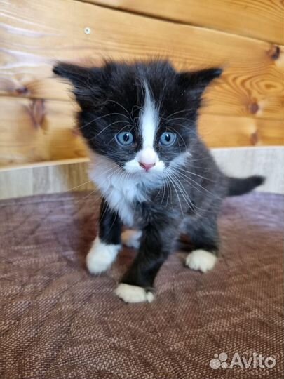 Котята 1,6 мес