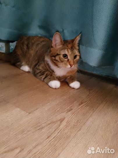 Кошки