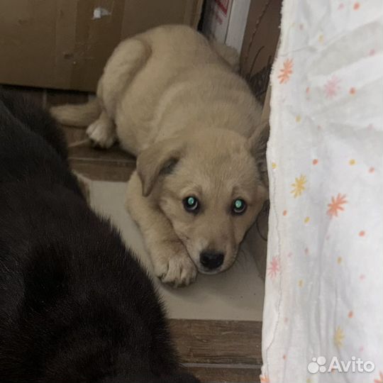 Щенок в добрые руки