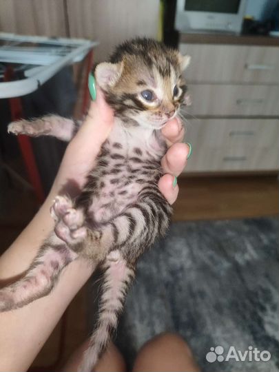 Бенгальская