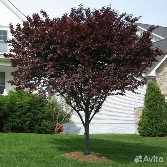 Слива, разные виды, семена