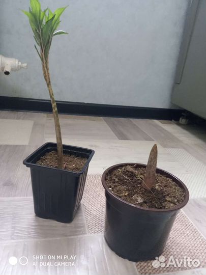 Аморфофаллус