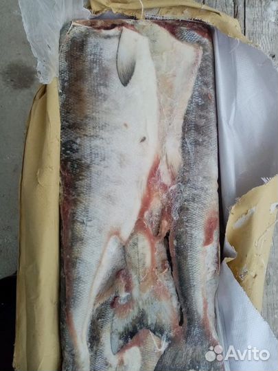 Свежемороженая кета-кижуч оптом