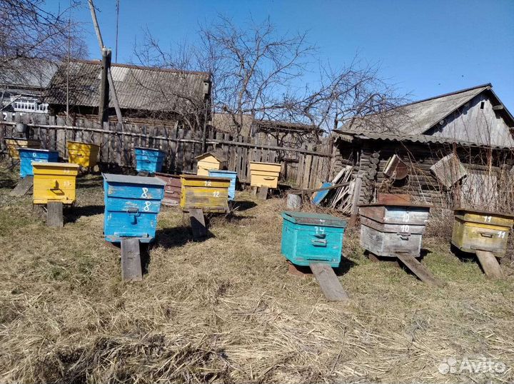 Улей с пчелами