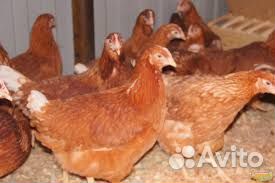 Куры несушки молодки