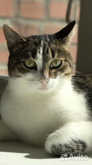 Стерилизованная кошечка
