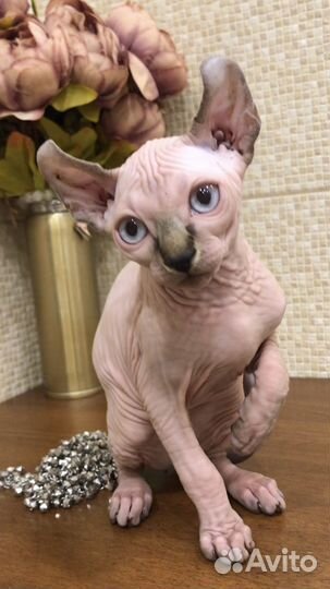 Канадский сфинкс с документами эльф