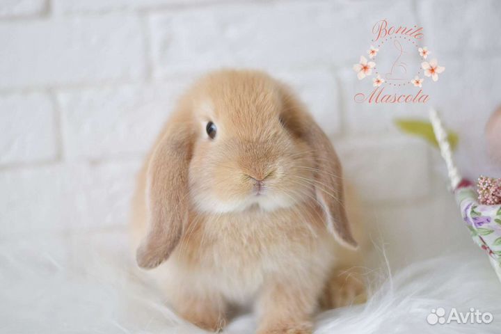 Декоративные карликовые кролики