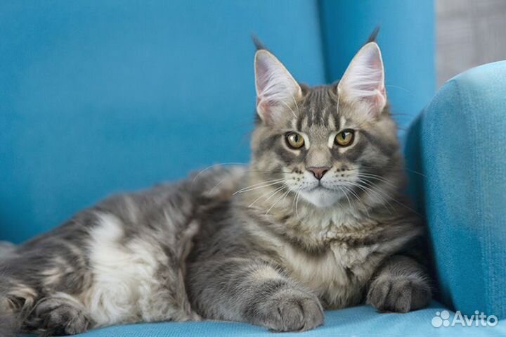 Мальчик Мейн кун