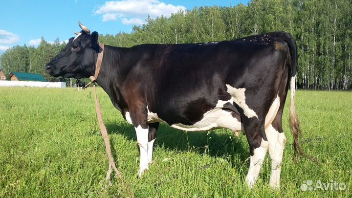 Корова крупных пород