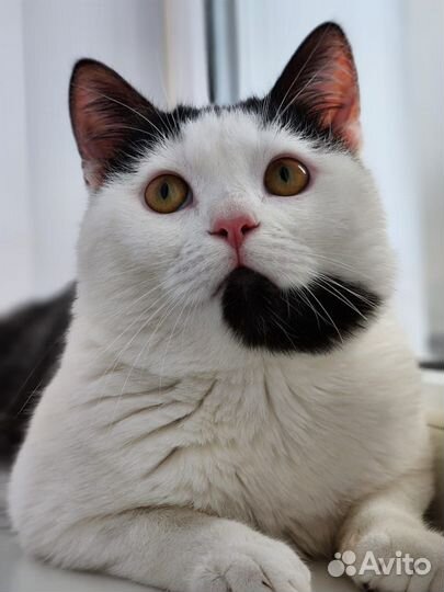 Очаровательный котик Рома 1,5 года