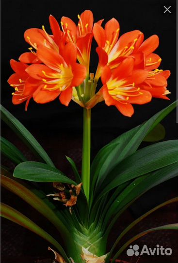 Гиппеаструм, кливия, валлота