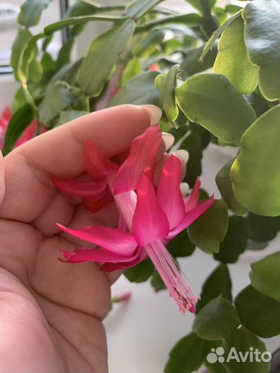 Декабрист шлюмбергера сортовые