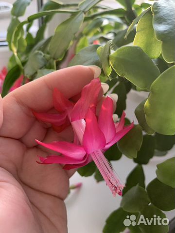 Декабрист шлюмбергера сортовые