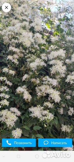 Клематис ароматное облако