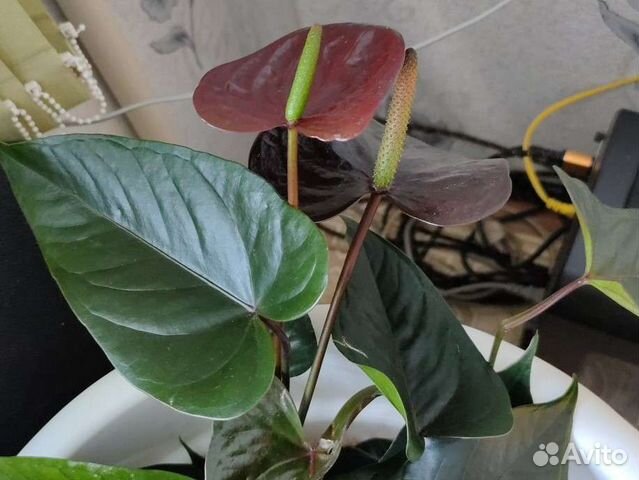 Антуриумы сортовые