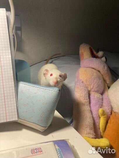 Крыса дамбо с клеткой