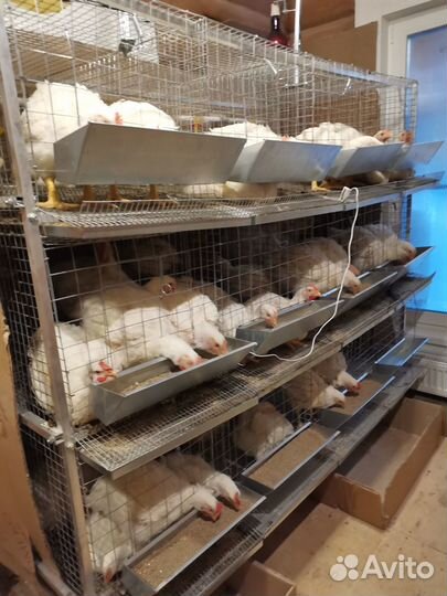 Клетка для кур до 96 голов 3-х ярусная с каркасом