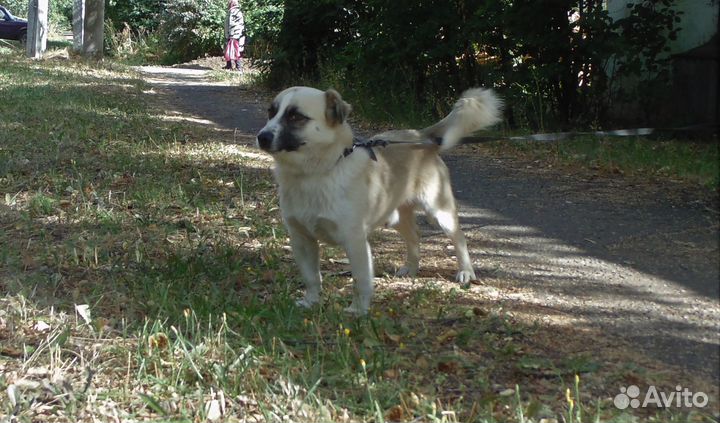 Филе нужен дом