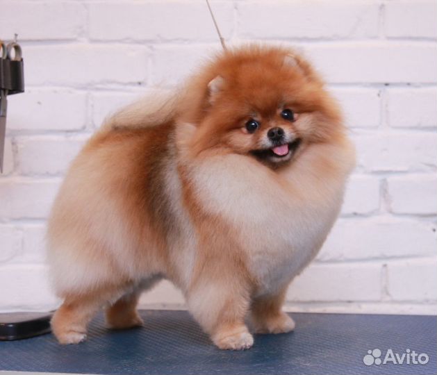 Стрижка шпица