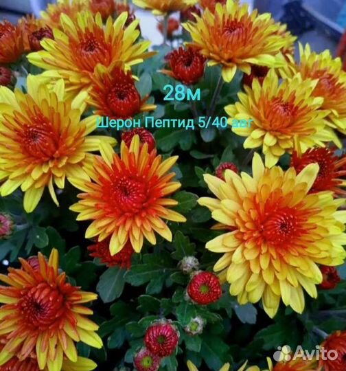 Хризантема