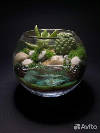 Флорариум с водоёмом и живыми растениями