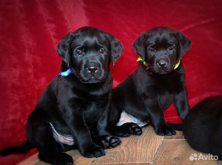 Щенки лабрадора