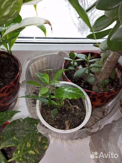 Продам цветы комнатные