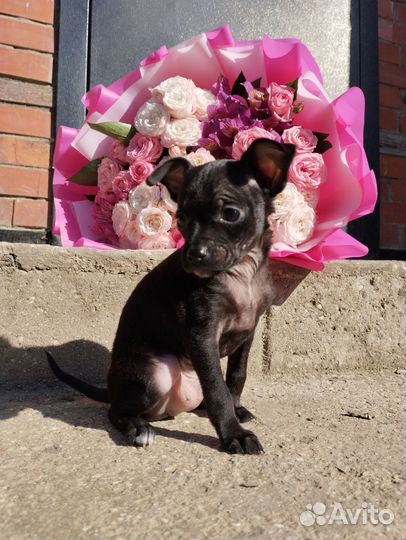 Мини той-терьер