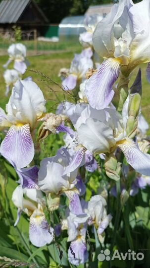 Ирис бородатый Squalens (бело-сиреневый)