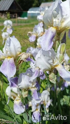 Ирис бородатый Squalens (бело-сиреневый)