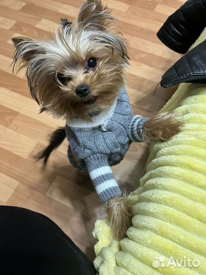 Йоркширский терьер мини вязка