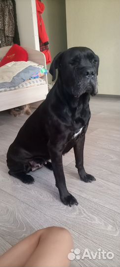 Кане корсо отдам