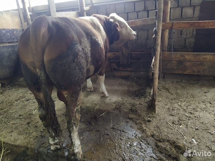 Бык чистый австралийский на племя