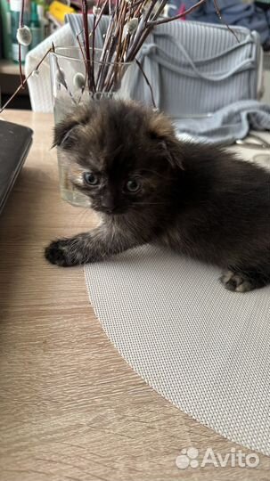 Котята отдам в добрые руки бесплатно
