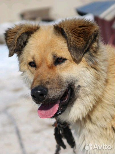 Собака в добрые руки