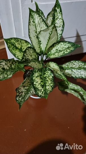 Аглаонема Вайт киви