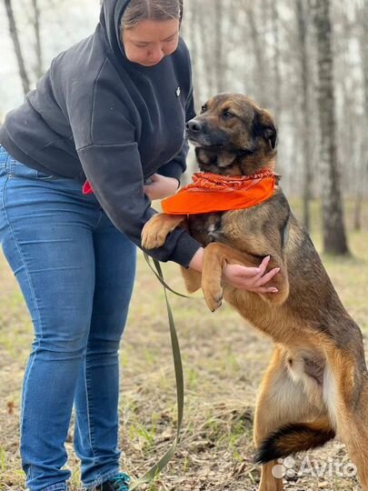Собака в добрые руки отдам бесплатно