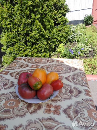 Помидоры свежие