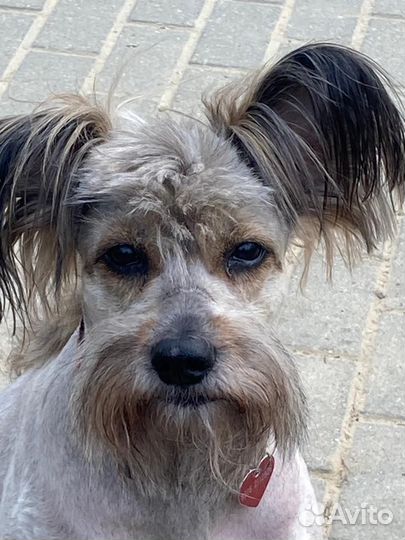 Стрижка собак с выездом к вам на дом,только москва