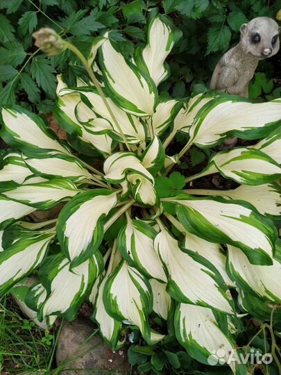 Хосты в ассортименте со своего огорода