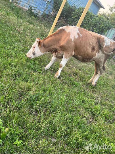 Тёлка.Корова