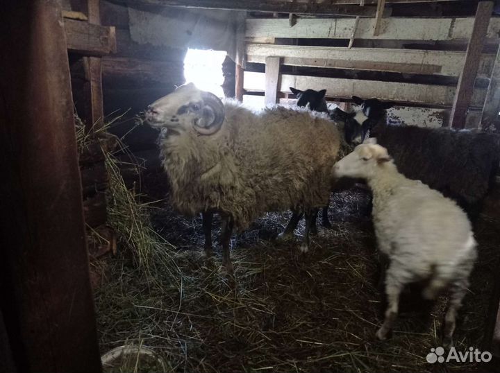 Овцы бараны