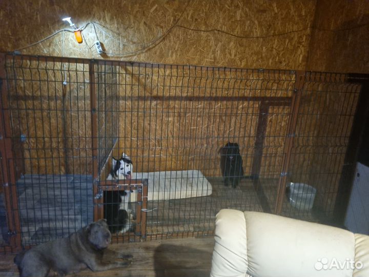 Достойная передержка для собак и кошек круглый год