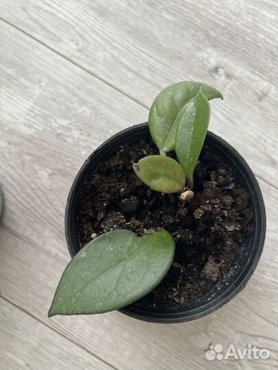 Хойя карноза, мясистая