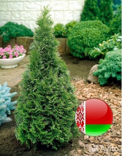Туя с посадкой