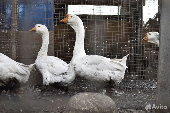 Холмогорские гуси. Гуси линда