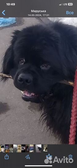 Ньюфаунленды