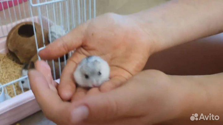 Джунгарский хомяк