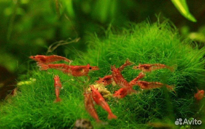 Креветки черри